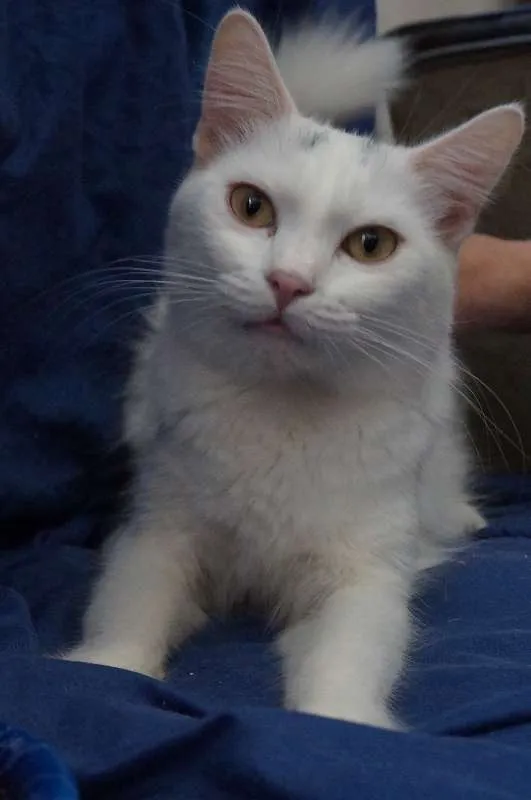 Gato ra a  idade 2 a 6 meses nome Shiny