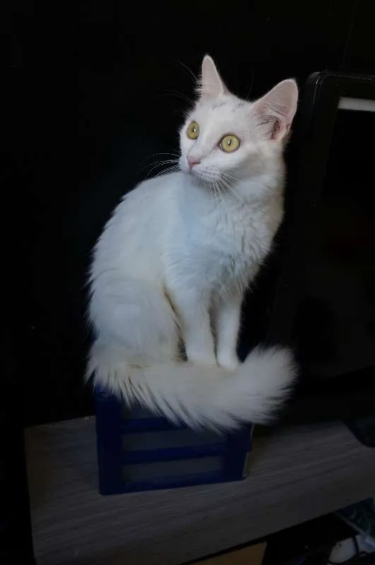 Gato ra a  idade 2 a 6 meses nome Shiny