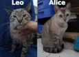 Leo e Alice