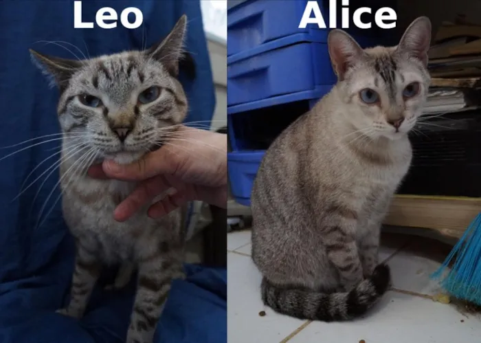 Gato ra a  idade 2 anos nome Leo e Alice