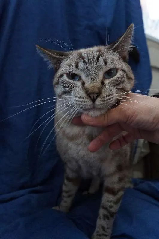 Gato ra a  idade 2 anos nome Leo e Alice