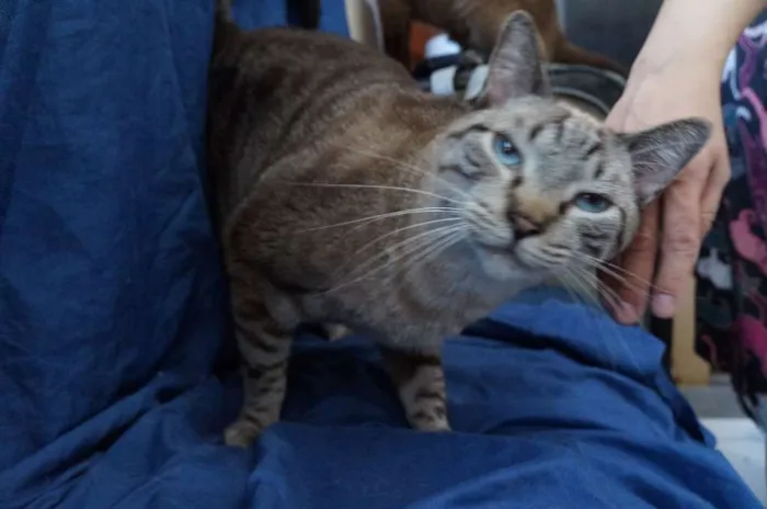 Gato ra a  idade 2 anos nome Leo e Alice