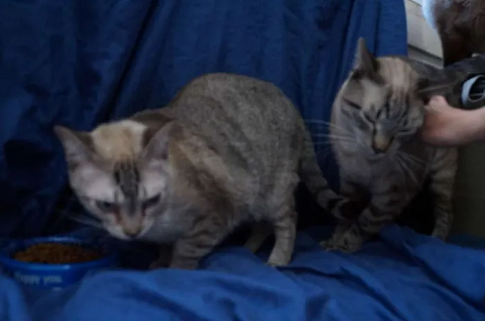 Gato ra a  idade 2 anos nome Leo e Alice