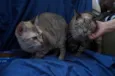 Leo e Alice