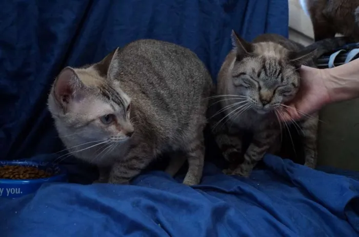 Gato ra a  idade 2 anos nome Leo e Alice