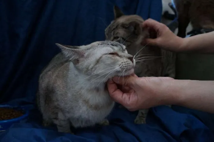 Gato ra a  idade 2 anos nome Leo e Alice