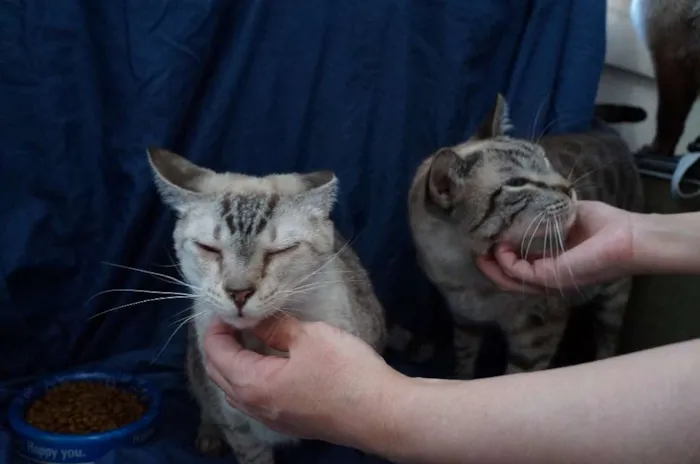 Gato ra a  idade 2 anos nome Leo e Alice