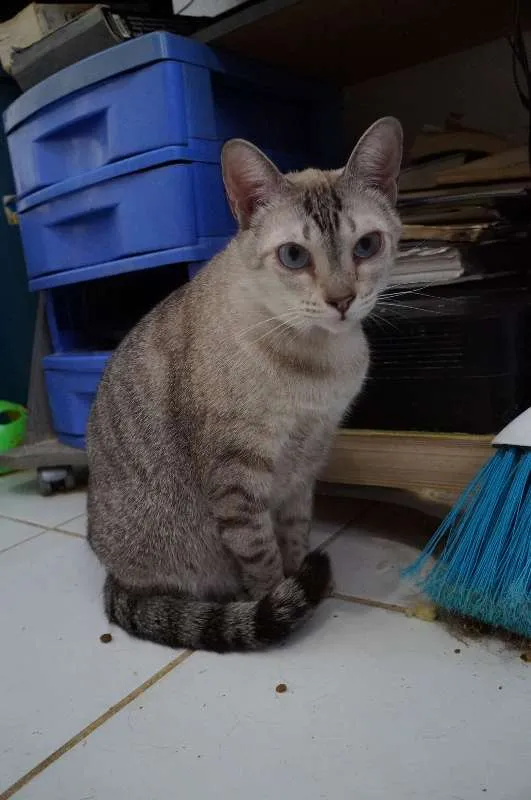 Gato ra a  idade 2 anos nome Leo e Alice