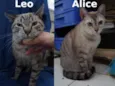 Leo e Alice
