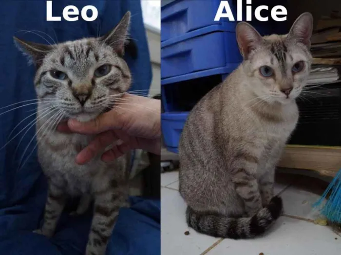 Gato ra a  idade 2 anos nome Leo e Alice