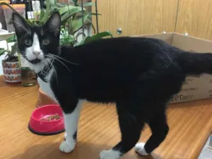 Gato raça SRD idade 2 anos nome Joey