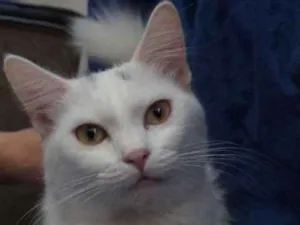Gato raça  idade 2 a 6 meses nome Shiny