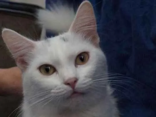 Gato ra a  idade 2 a 6 meses nome Shiny