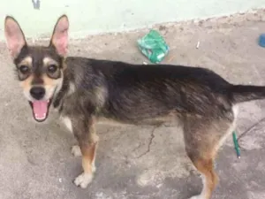 Cachorro raça SRD idade 1 ano nome Tito