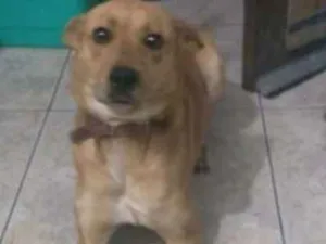 Cachorro raça Nao tem raça idade 1 ano nome Bina