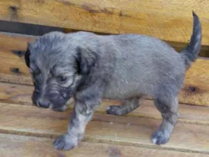 Cachorro raça Poodle com SRD idade Abaixo de 2 meses nome Filhotes