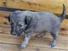 Cachorro raça Poodle com SRD idade Abaixo de 2 meses nome Filhotes