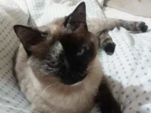 Gato raça SRD idade 3 anos nome Nina
