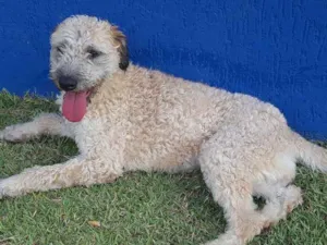 Cachorro raça  idade 2 anos nome Estopa