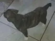 Lola