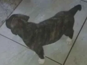 Cachorro raça Genérica idade Abaixo de 2 meses nome Lola