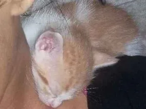 Gato raça  idade Abaixo de 2 meses nome Sem nome