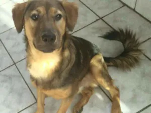 Cachorro raça Sem raça definida idade 7 a 11 meses nome Eddie