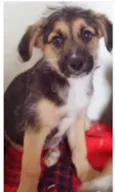 OSCAR