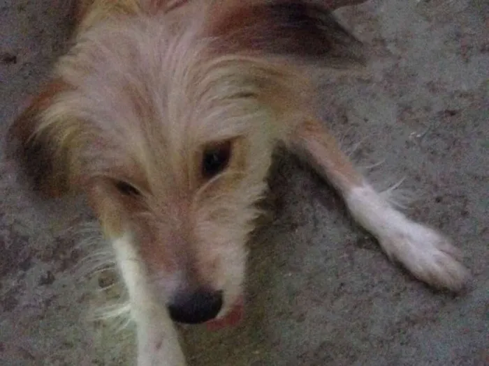 Cachorro ra a Sem raça  idade 1 ano nome Kira