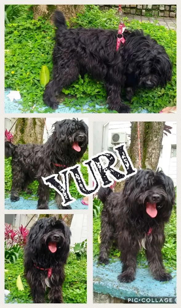 Cachorro ra a SRD idade 2 anos nome Yuri