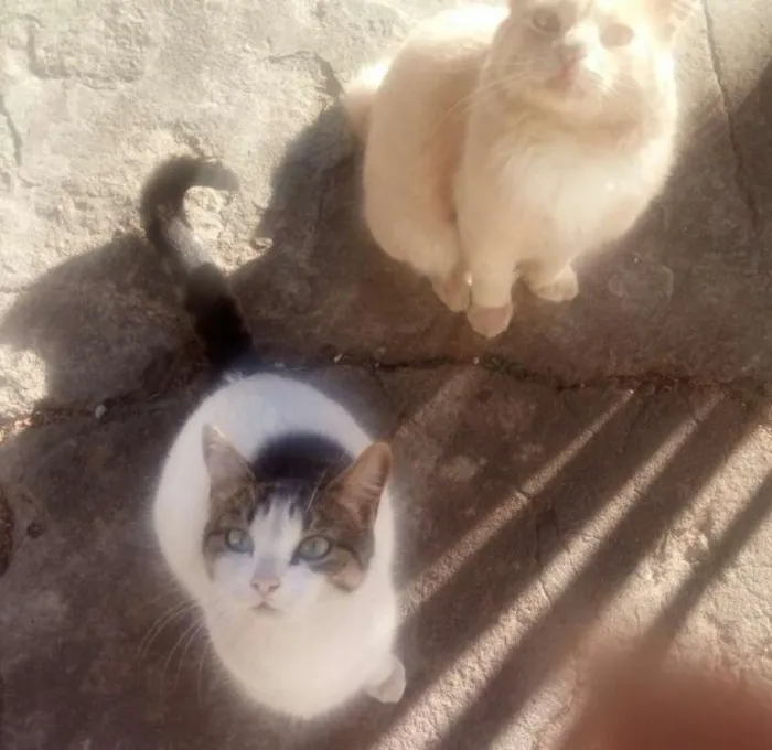 Gato raça SRD idade 1 ano nome Gatinhos para adoção