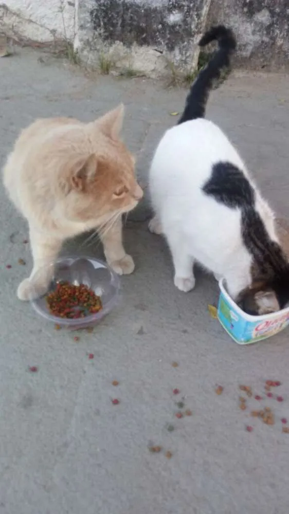 Gato raça SRD idade 1 ano nome Gatinhos para adoção