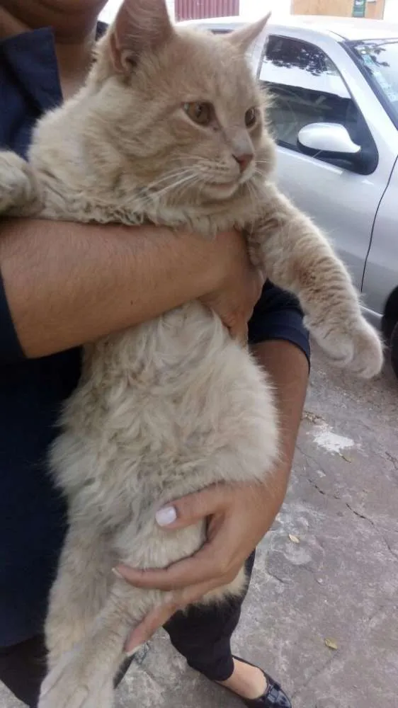 Gato raça SRD idade 1 ano nome Gatinhos para adoção
