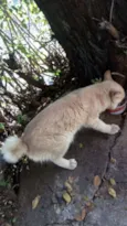 Gatinhos para adoção