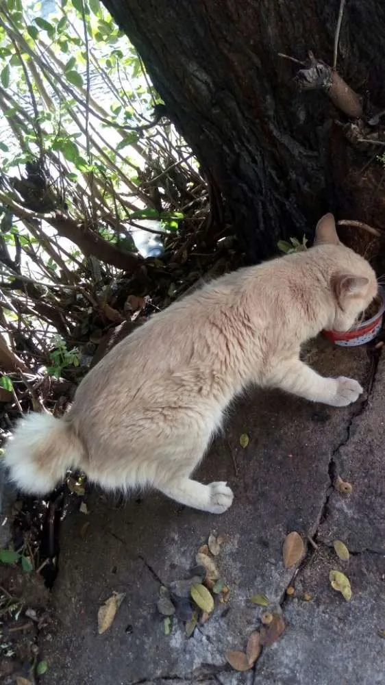 Gato raça SRD idade 1 ano nome Gatinhos para adoção