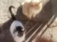 Gatinhos para adoção