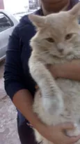 Gatinhos para adoção