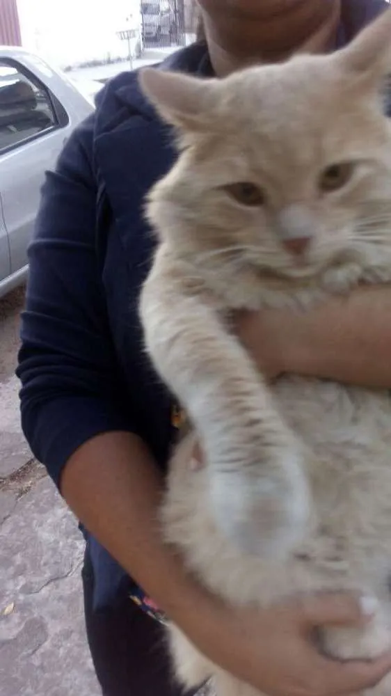 Gato raça SRD idade 1 ano nome Gatinhos para adoção