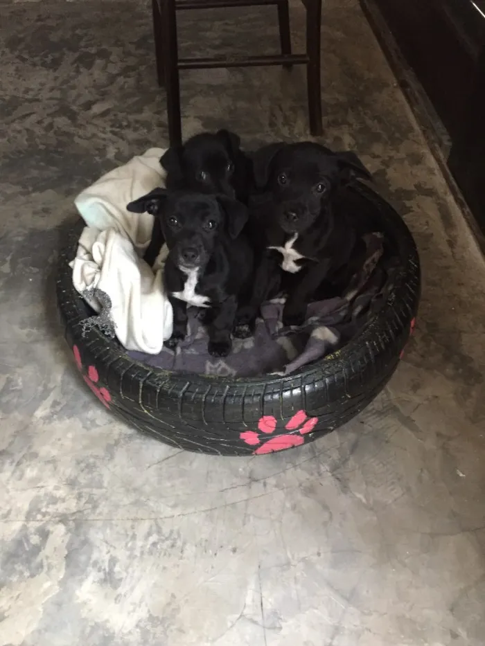 Cachorro ra a Vira lata idade 2 a 6 meses nome Sem nome 