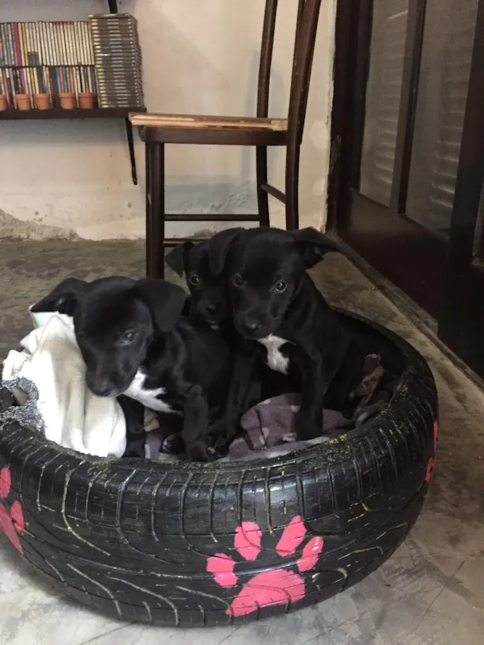 Cachorro ra a Vira lata idade 2 a 6 meses nome Sem nome 