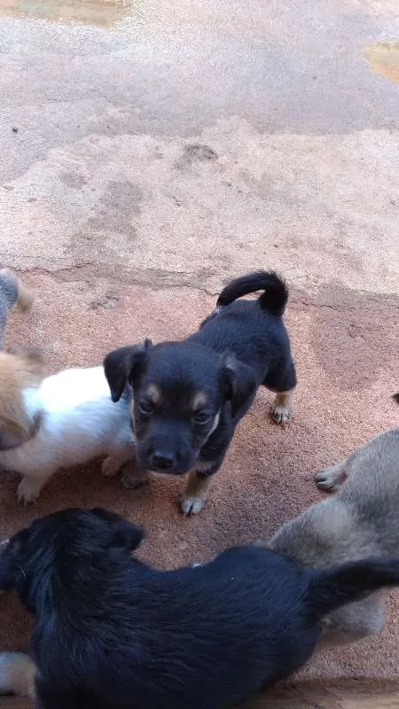 Cachorro raça Vira Lata idade Abaixo de 2 meses nome Vários