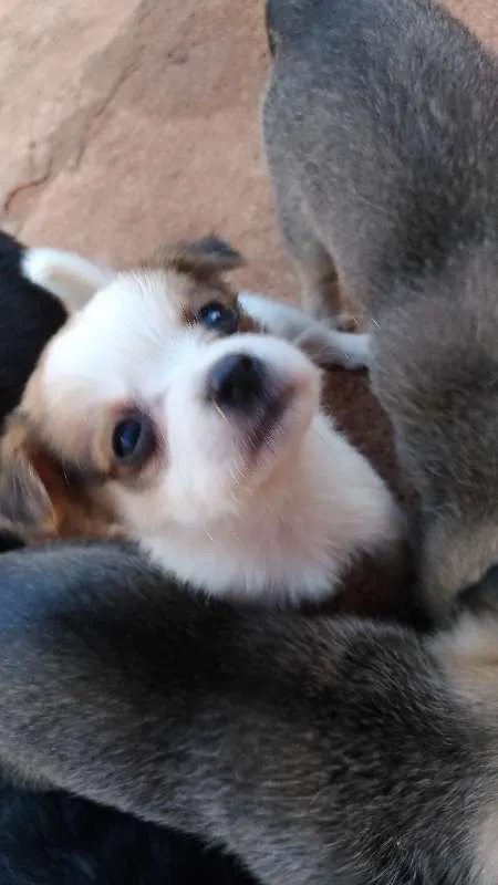 Cachorro raça Vira Lata idade Abaixo de 2 meses nome Vários