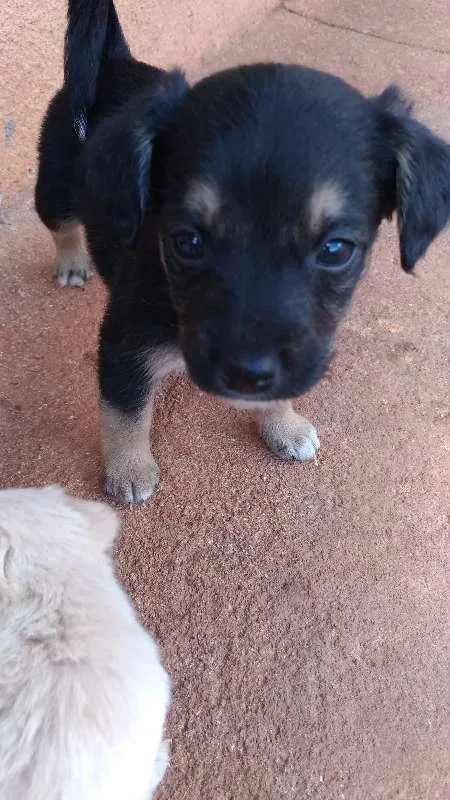 Cachorro raça Vira Lata idade Abaixo de 2 meses nome Vários