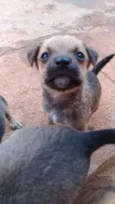 Vários