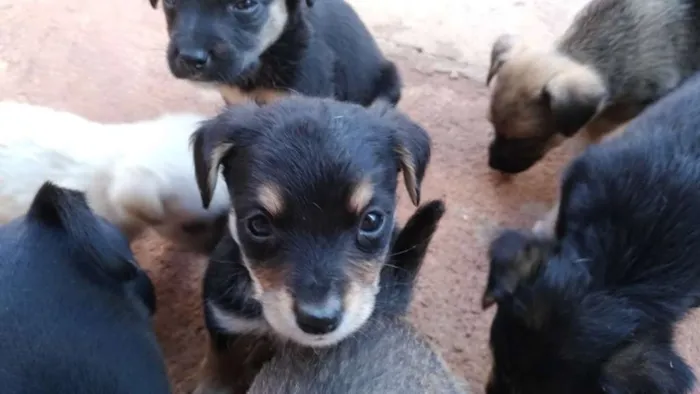 Cachorro raça Vira Lata idade Abaixo de 2 meses nome Vários