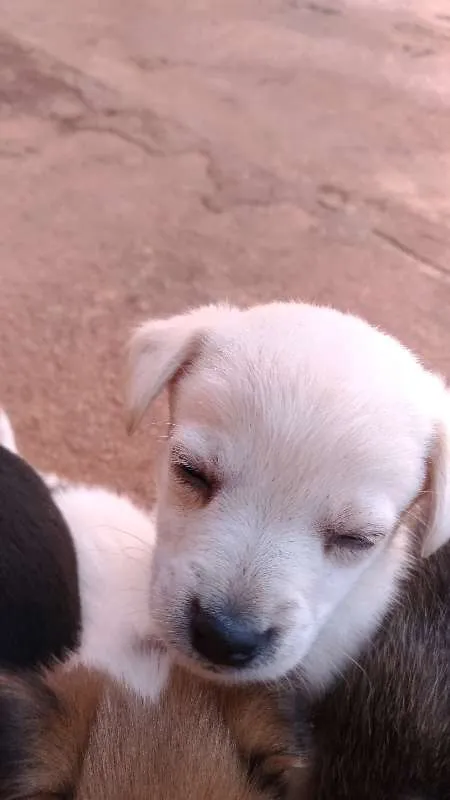 Cachorro raça Vira Lata idade Abaixo de 2 meses nome Vários