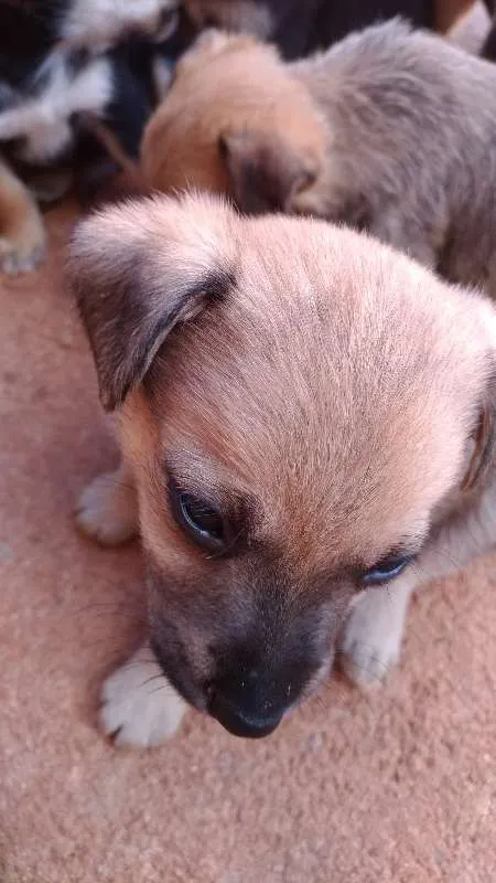 Cachorro raça Vira Lata idade Abaixo de 2 meses nome Vários