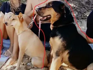 Cachorro raça PITBULL E PASTOR BELGA idade 6 ou mais anos nome OZZY