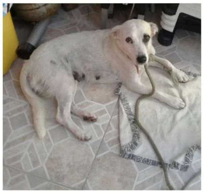 Cachorro ra a  idade  nome Sâmira