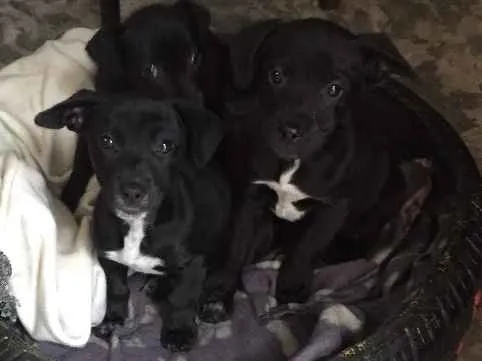 Cachorro ra a Vira lata idade 2 a 6 meses nome Sem nome 